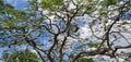 Unique tree canopy at a park in Okinawa Japan Royalty Free Stock Photo