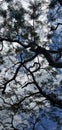 Silhouette of a unique tree canopy at a park in Okinawa Japan Royalty Free Stock Photo