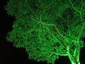 Unique tree with green light shining on leaves with black night sky as backgroundsky Royalty Free Stock Photo