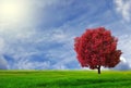 A unique tree with red leaves on a large green field. Blue sky and clouds in the background. Royalty Free Stock Photo