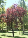 Red leaf tree in a park of Valencia