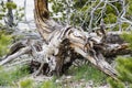 Unique tree uprooted from the ground