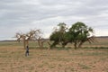 The unique trees in the middle of nowhere, Gobi Desert, Mongolia.