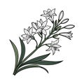 Unique Triteleia Houseplant Image Royalty Free Stock Photo