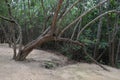 Arched tree growing back into the ground in Mexico