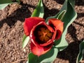 Unique tulip \'Slawa\' blooming with red flower that has a pink edge with an orange glow which fades to silver-white Royalty Free Stock Photo