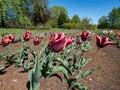 Unique tulip \'Slawa\' blooming with dark red flower that has a pink edge with orange glow which fades to silver-white Royalty Free Stock Photo