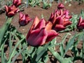 Tulip \'Slawa\' blooming with red flower that has a pink edge with an orange glow which fades to silver-white Royalty Free Stock Photo