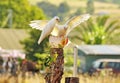 Unique two little Corella white cockatoos , wild birds of Australia