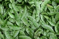 Unique type of Snow pea with velvety and furry hairy texture