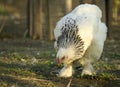 Unique and unique chickens of Brema breed