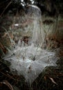 Unique Unusual Spider webs in the forest Royalty Free Stock Photo