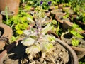 Unique Variegated Plant in a Sunny Garden with Clay Pots