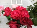 Unique variety of pink,red, orange rose with white background