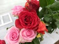 Unique variety of pink,red, orange rose with white background