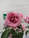 Unique variety of pink rose with white background