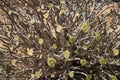 Drought tolerant shrubs with rosettes like Sempervivum. Selmun, Il-Mellieha, Malta