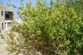 Pomegranate tree with edible fruits. Mosta, Malta