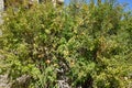 Pomegranate tree with edible fruits. Mosta, Malta