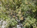 Pomegranate tree with edible fruits. Mosta, Malta