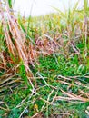 A unique view of an agriculture field of green sugarcane crops Royalty Free Stock Photo