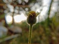 Unique view of flower in garden.