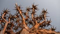 Unique view of quiver tree with the bottom up against the blue sky