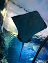 Stingray Swimming In Glass Aquarium Tunnel