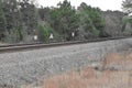 Unique view of train tracks with flowing weeds beside it. Royalty Free Stock Photo