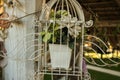 Very beautiful plants locked in a pot in a bird cage