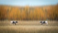 Unique white and black spotted cows walking in a field Royalty Free Stock Photo