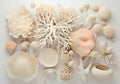 Unique White Coral: Enhance Your Space with Natures Beauty