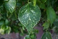 Unique white dotted green leaf