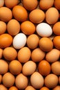 Unique White Egg Among Brown Ones Royalty Free Stock Photo