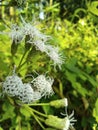 the unique white flower has a waving mustache