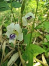 Unique white flowers have purplish tongues