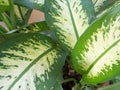 Unique white and green caladium leaves