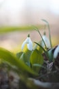 Unique White Snowdrop blooms in the garden with the help of sunshine and plenty of moisture and makes children and families happy