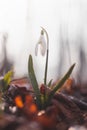 Unique White Snowdrop blooms in the garden with the help of sunshine and plenty of moisture and makes children and families happy