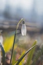 Unique White Snowdrop blooms in the garden with the help of sunshine and plenty of moisture and makes children and families happy