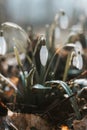 Unique White Snowdrop blooms in the garden with the help of sunshine and plenty of moisture and makes children and families happy