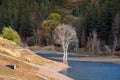Unique white tree by the Tibble lake reservoir in Utah Royalty Free Stock Photo