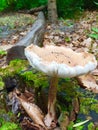 Unique wild mushroom