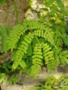 A unique wild plant, small leaves are dominantly green. Cute leaf shape.