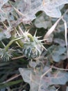 A unique wild thorny fruit