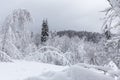 A unique winter landscape. Bent trees under the snow. Heavy snowfall. Winter theme, New Year\'s concept and snowy winter.