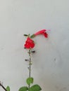 Unique wishbone red flower with white background