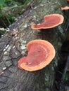 unique wood mushroom