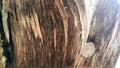 Unique wood texture