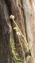 Unique wood trunk texture and a blurred wild flower foreground Royalty Free Stock Photo